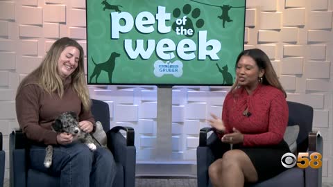 Meet CBS 58’s Pet of the Week: Fancy